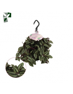 Baby Tradescantia Zebrina