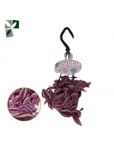 Tradescantia Zebrina pink paradise baby