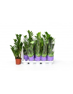Baby Zamioculcas Zamifolia