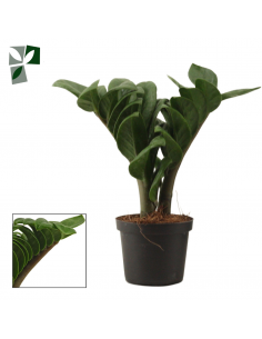Zamiifolia Zenzi