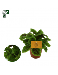 Pilea Moon Valley