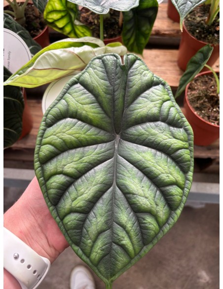 Alocasia Baginda Dragon Scale Baby