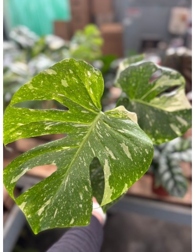 Monstera deliciosa Thai Constellation Baby