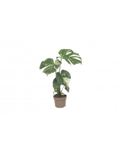 Monstera deliciosa Thai Constellation Baby