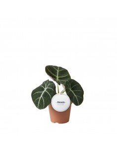 Alocasia Black Velvet baby