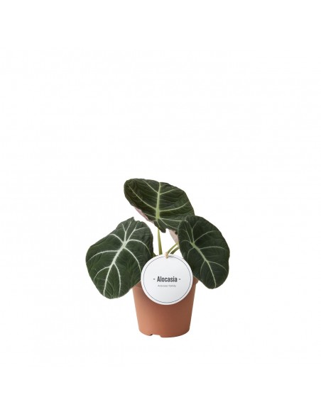 Alocasia Black Velvet baby