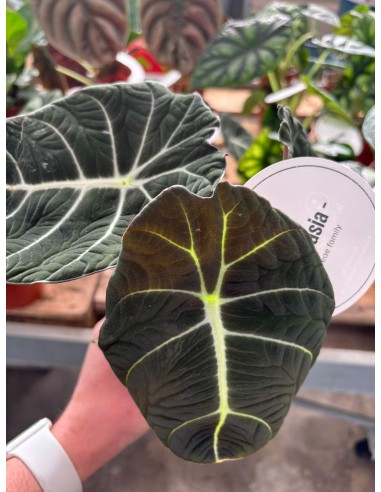 Alocasia Black Velvet baby