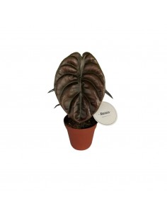 Alocasia Cuprea Red Secret baby