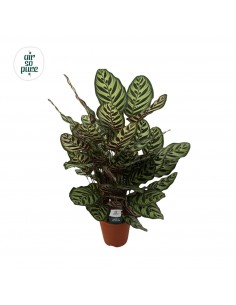 Calathea Makoyana