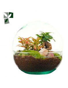 Terrarium cloche M