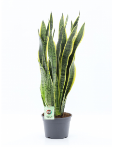 Sanseviera trifasciata Laurentii