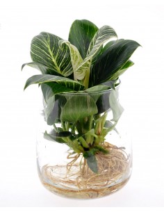 Philodendron White Wave idroponica