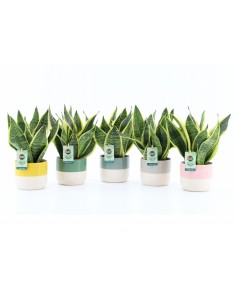 Sansevieria trifasciata | Vaso in ceramica