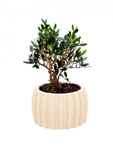 Bonsai di Olivo