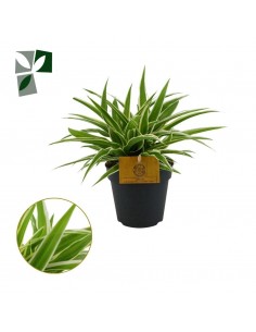 Chlorophytum comosum V.12