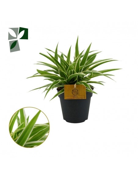 Chlorophytum comosum V.12