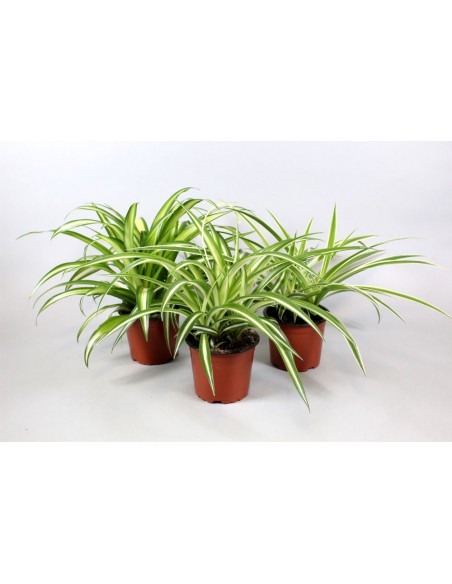 Chlorophytum comosum V.12