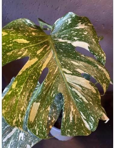 Monstera Deliciosa Thai Constellation