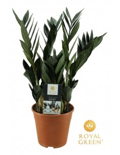 Zamioculcas Zamifolia Raven
