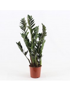 Zamioculcas zamiifolia Super Nova