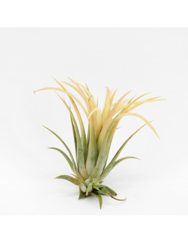 Baby Pianta di Tillandsia Lonantha mix
