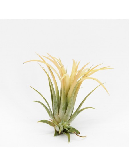 Baby Pianta di Tillandsia Lonantha mix