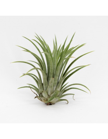 Baby Pianta di Tillandsia Lonantha mix