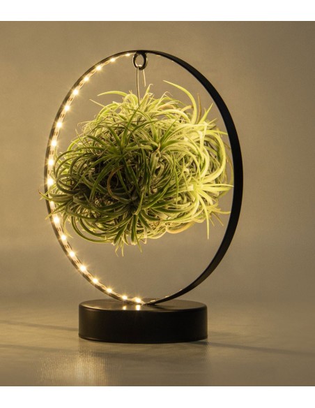 Tillandsia Aurea light
