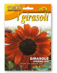 Semi di Girasole evening sun Franchi