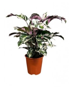 Calathea White Fusion