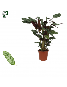 Ctenanthe setosa