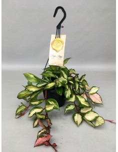 Hoya carnosa Krimson Queen