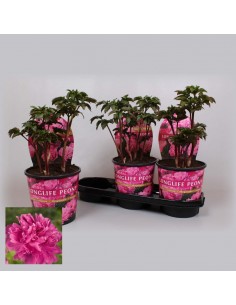 Paeonia Lactiflora Pink