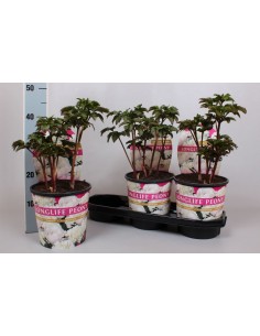 Paeonia Lactiflora White