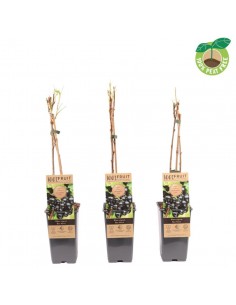 Ribes nigrum Ben Nevis (ribes nero)