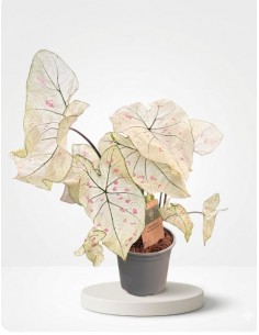 Caladium Strawberry Star