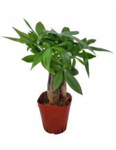 Pachira acquatica baby