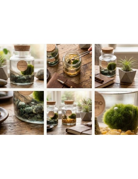 Marimo Alga Giapponese | Bomboniera ecofriendly