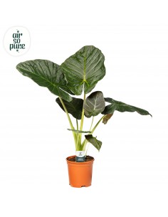 Alocasia Regal Shield