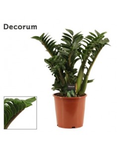 Zamioculcas zamiifolia Zenzi