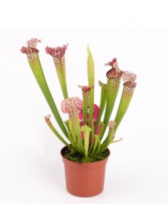 Sarracenia Leucophylla