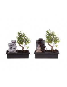 Bonsai Cascata | Ficus, Zelkova, Carmona
