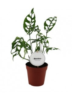 Monstera Obliqua Baby