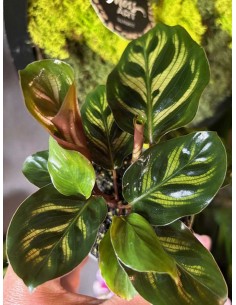 Calathea Makoyana Baby