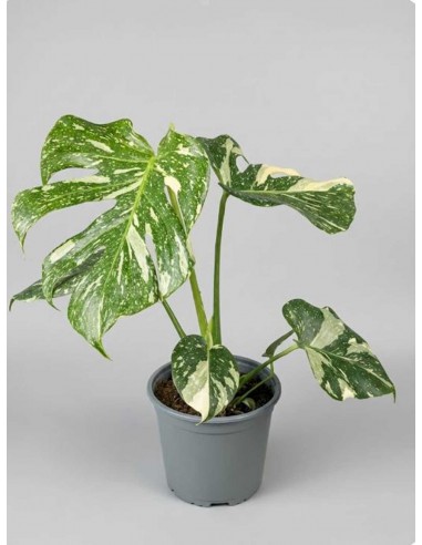 Monstera Deliciosa Thai Constellation