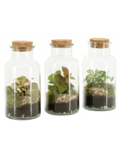 Terrarium Lab Vial