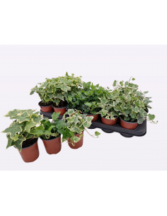 Hedera Helix baby