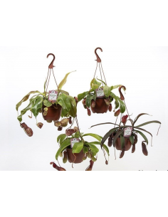 Nepenthes Alata Ventrada
