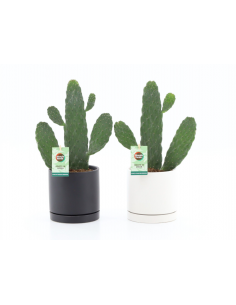 Opuntia Consolea in vaso decor