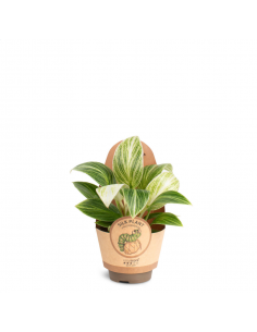 Philodendron White Wawe Baby